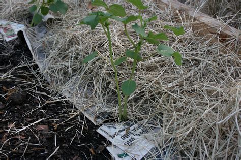 Newspaper Mulch