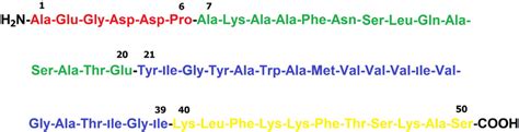 Schematic Showing The Primary Structure And Domain Organization Of The