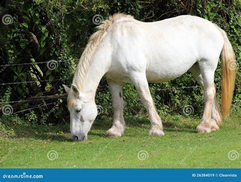 White Shire Horse . Royalty Free Stock Images - Image: 26384019