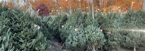 Christmas Trees at Smolak Farms 2022 [11/25/22]