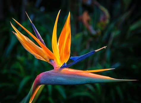 Bird Of Paradise SunBlest Gardens