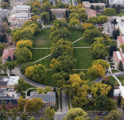 Why Are Csus Trees So Important Campus Arboretum Curator Qanda Office