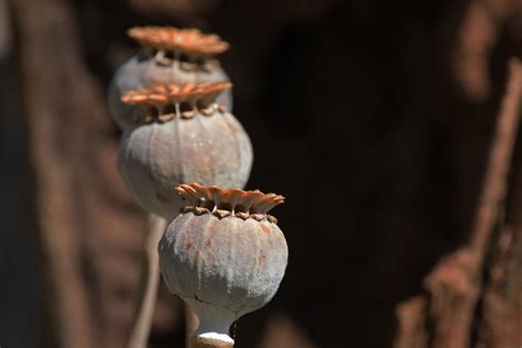 Row Of Dry Poppy Flower Seed Pods Free Stock Photo Public Domain Pictures