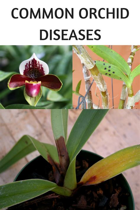 Orchid Diseases Photos At Dana Texeira Blog