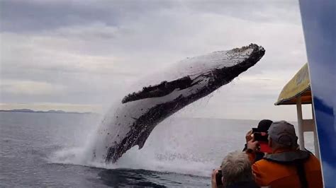 Impressionnant Une Baleine Saute Hors De L Eau Et Clabousse Des