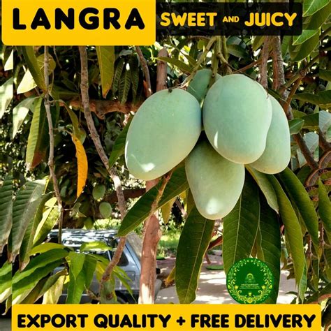 Sweet Langra Export Grade 10kg+ Box – Multanpoint