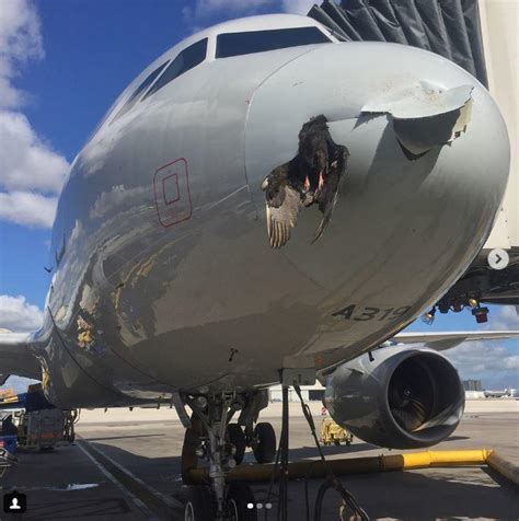 Bird Hits Miami Bound Plane Getting Wedged On Its Nose Sun Sentinel