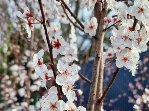 Prunus Cerasifera Oakville Crimson Spire Wholesale Nursery