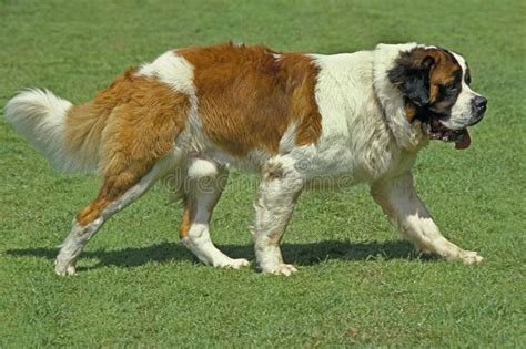 Saint Bernard, Rescue Dog stock photo. Image of mountain - 198645792