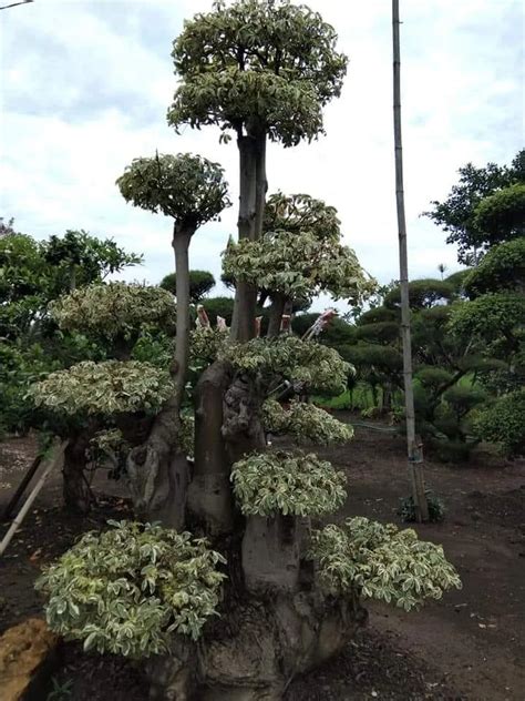 JUAL BONSAI RANDU VARIGATA Jasa Pembuatan Taman