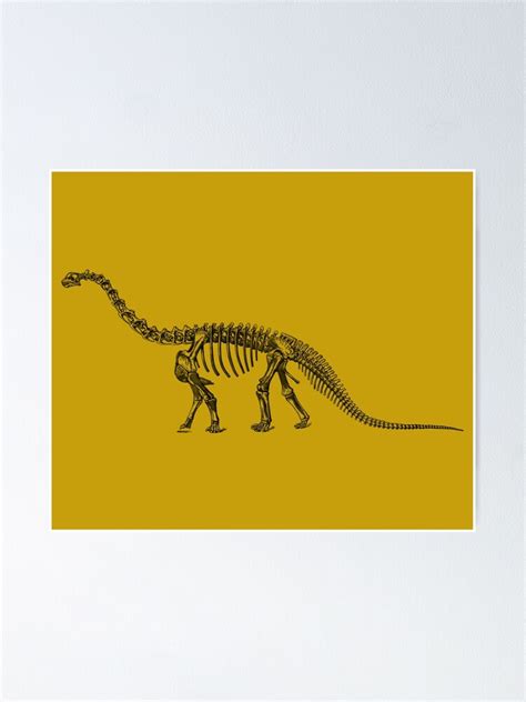 Dinosaur Collection Camarasaurus Skeleton Poster For Sale By