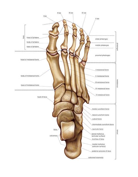 Arterial System Of The Foot By Asklepios Medical Atlas Lupon Gov Ph