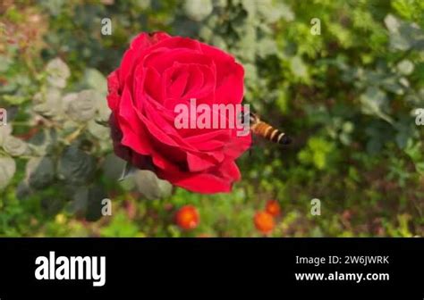 How To Honey Bee Is Collecting Honey From Red Rose Flowers A Beautiful