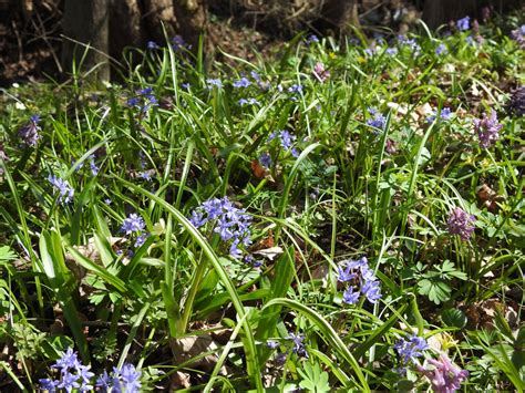 CEBULICA DWULISTNA OSZLOCH SCILLA BIFOLIA AGG Zielnik Karpacki Pl