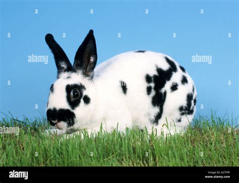 Dwarf Rabbit Oryctolagus Cuniculus F Domestica Sitting On Meadow