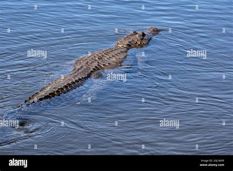 American alligator, Florida Stock Photo - Alamy