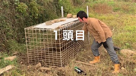 電気止め刺し機の使い方★箱罠でイノシシ4頭同時捕獲★電気ショッカー Youtube