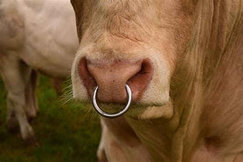 Cow, Head - Free images on Pixabay