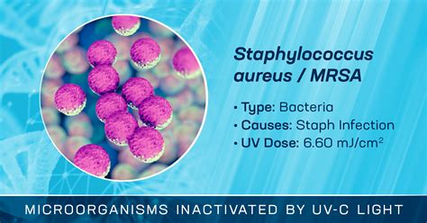 Staphylococcus Aureus Catalase Test