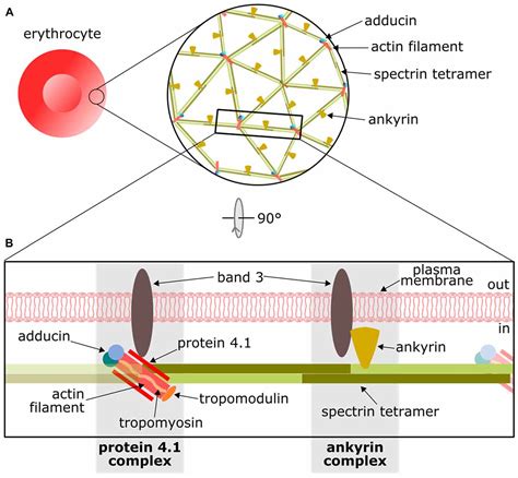 Frontiers The Actinspectrin Membrane Associated Periodic Skeleton In