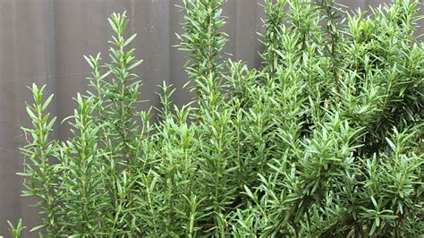 Midlife Health Benefits Of Rosemary