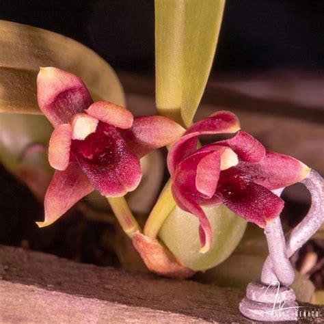 Maxillaria Variabilis Red