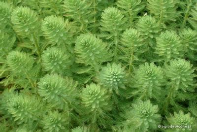 Myriophyllum Aquaticum Wyw Cznik Wodny Ogrody Wodne