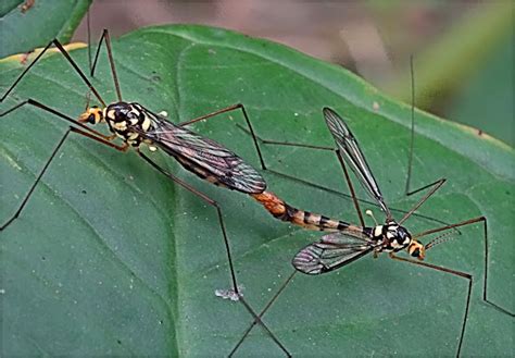 Tiger Crane Fly Project Noah