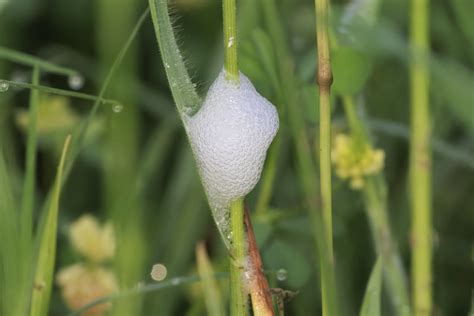 Spittlebugs The Mysterious Bubble Makers Steve Creek Wildlife Photography