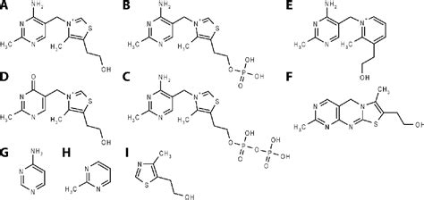 Figure From University Of Groningen Structure And Mechanism Of The