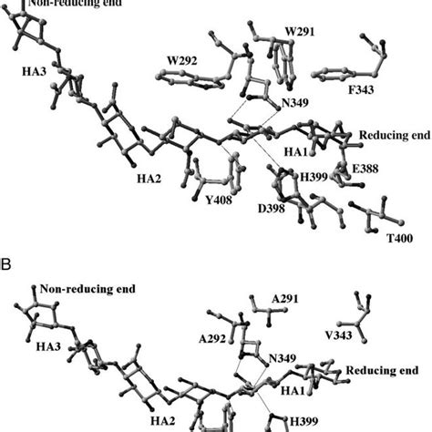 Structural Arrangement Of The Hexasaccharide Hyaluronan Substrate Bound