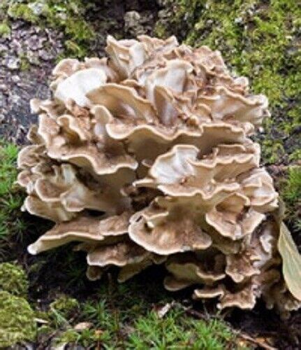 Maitake Hen Of The Woods Mushroom Spores Spawn Mycelium On Dried