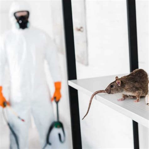 Rodent Proofing And Rodent Control Services Ys Attic Insulation Oc