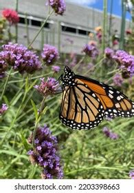 Monarch Butterfly Phipps Conservatory Pittsburgh Pa Stock Photo ...