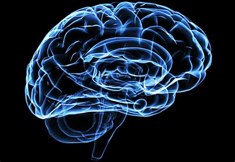 Neuroanatomia Diagram Quizlet