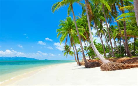 Day Thailand Coconut Palm Tree Samui Sea Land Beach Plant Koh