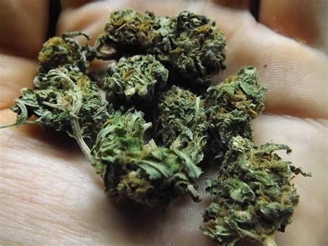 Marijuana Strain Review: Black Water | Marijuana Games, Reviews, Research and More