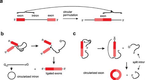 Comparison Of Group I Intron Self Splicing With The Permuted Intron Download Scientific Diagram