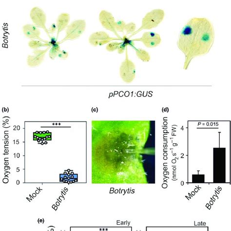 Infection With Botrytis Cinerea Results In Induction Of Several Download Scientific Diagram