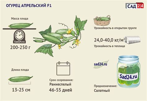 Огурец Апрельский F1: описание сорта, фото, отзывы и урожайность