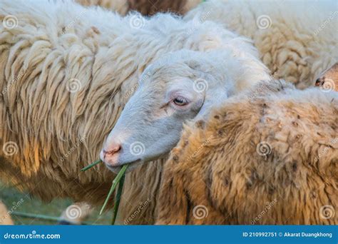 Ovinos Da Explora O E Comendo Erva Imagem De Stock Imagem De Prado