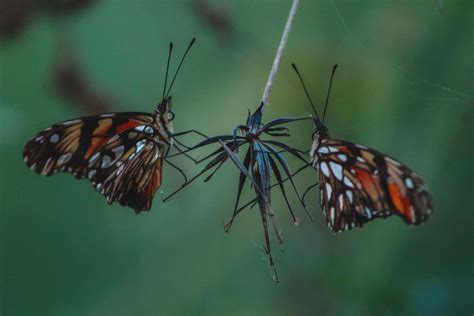 100 Fondos De Mariposas