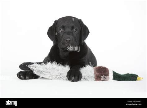 Black labrador retriever with toy hi-res stock photography and images ...