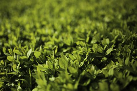 Fotos Gratis árbol Naturaleza Césped Planta Campo Luz De Sol Hoja Flor Joven