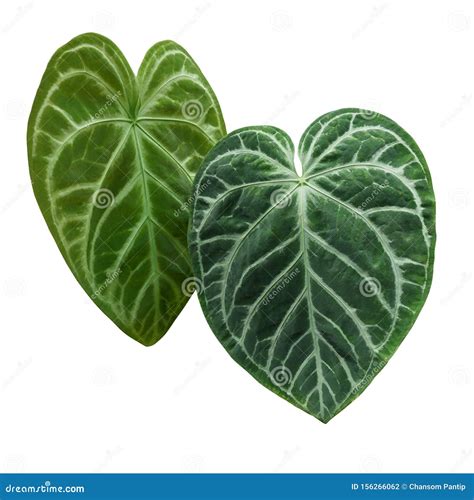 Top Pictures Plant With Heart Shaped Leaves And White Flowers Superb