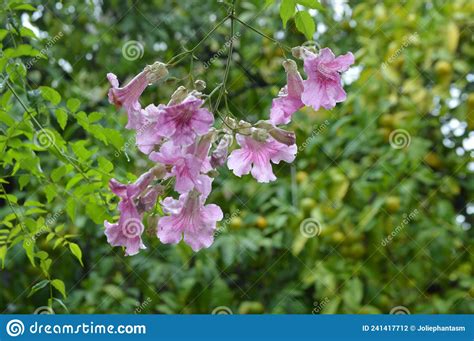 Pandorea Jasminoides Bower Vine Pink Flowers With Rain Drops And Green