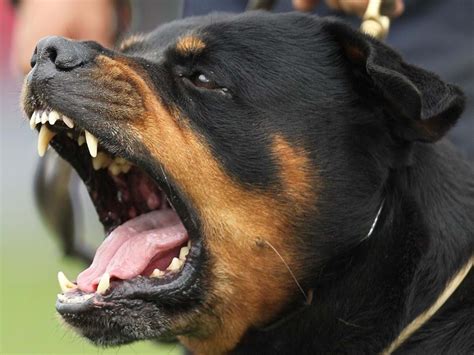 Aprender Sobre 86 Imagem Maior Rottweiler Do Mundo Br Thptnganamst