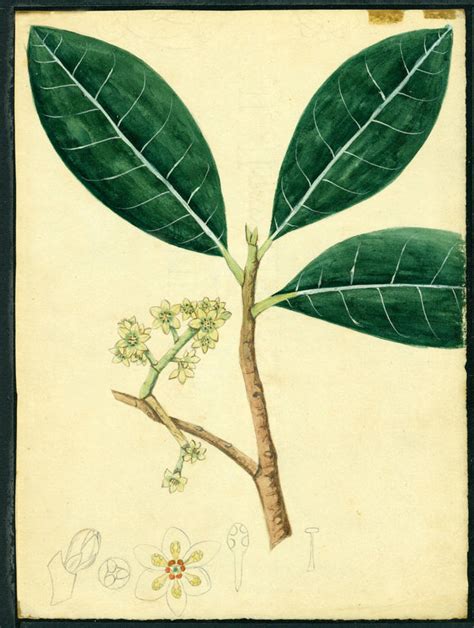 Ocotea Moschata Images Useful Tropical Plants