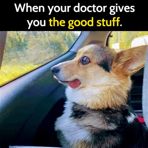 25 Funny Vet Memes That Are Cuter Then The Pets