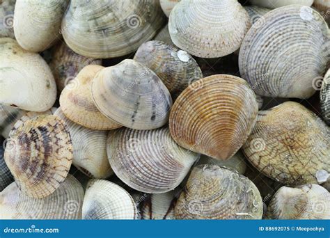 Animal Sea Of Ridged Venus Clam Stock Image Image Of Nature Steamed